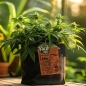 Preview: Grow Stofftopf Living Soil organic